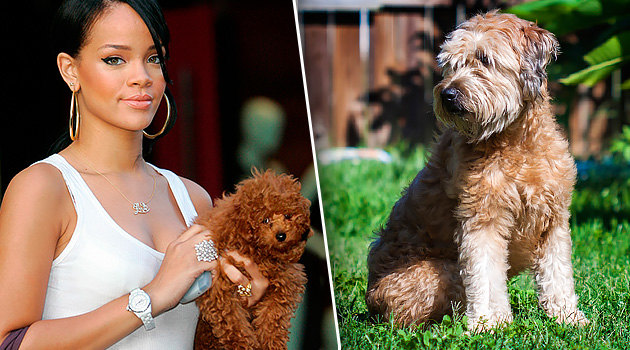 Рианна и Кейт Мосс: звезды, для которых вывели «дизайнерские» породы собак
